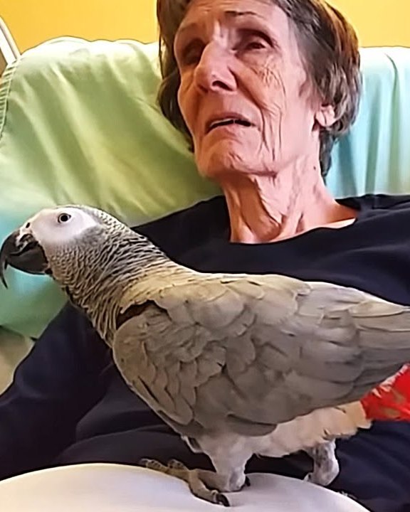 Dying woman says final goodbye to her parrot: The bird’s instant reaction leaves me in tears