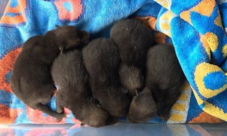 She was cleaning the garden and when she picked up the old mattress she found 5 puppies.