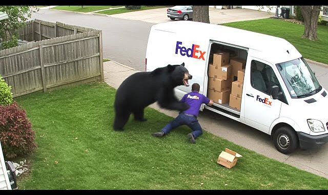 It wasn’t the package the bear was after… it was what was inside.