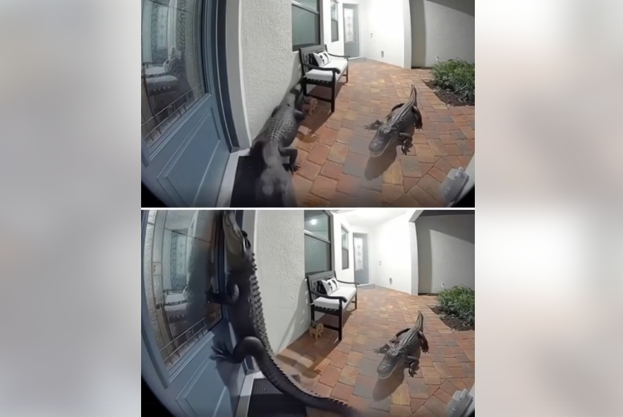 Florida Family Stunned as Two Alligators Show Up at Their Door — One Even Stood Upright
