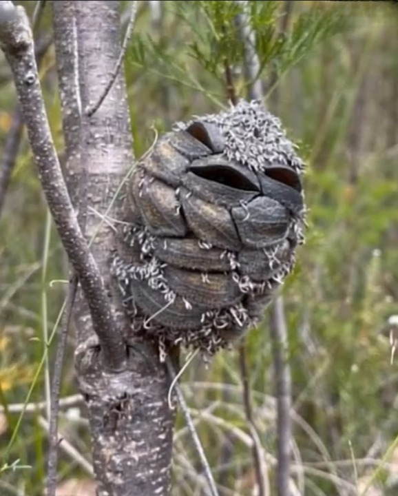 She Thought She Spotted a Joyful Bird in the Forest, Only to Discover an Unexpected Surprise