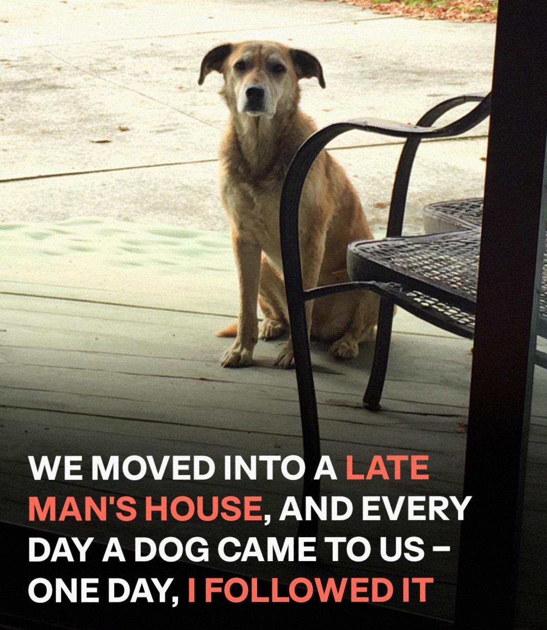 We Moved Into a Late Man’s House, and Every Day a Dog Came to Us – One Day, I Followed It and Was Shocked by Where It Led Us