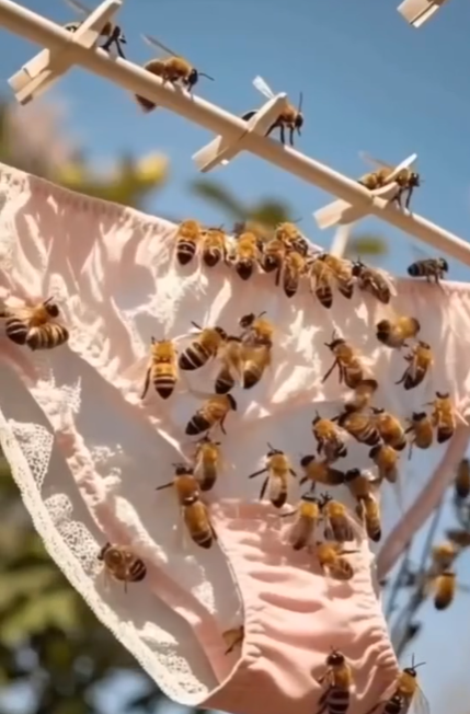 Why Bees Might Be Attracted to Clothes Hung Outdoors